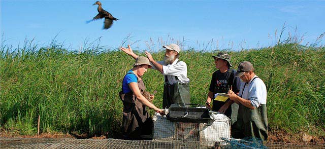 Baguage du canard noir dans les marais salés de la baie de L’Isle-Verte